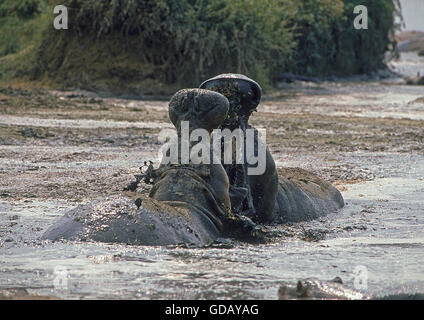 Ippopotamo Hippopotamus amphibius, maschi combattimenti, parco Virunga, REPUBBLICA DEMOCRATICA DEL CONGO Foto Stock