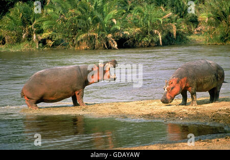Ippopotamo Hippopotamus amphibius, coppia al fiume di Mara, KENYA Foto Stock