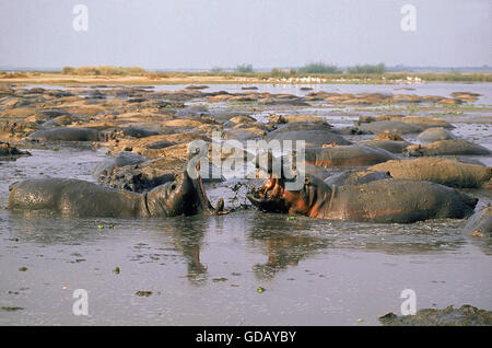 Ippopotamo Hippopotamus amphibius, maschi combattimenti, parco Virunga IN CONGO Foto Stock