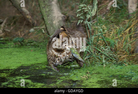 Leopard Cat, Prionailurus bengalensis, Adut con pesce nella sua bocca Foto Stock