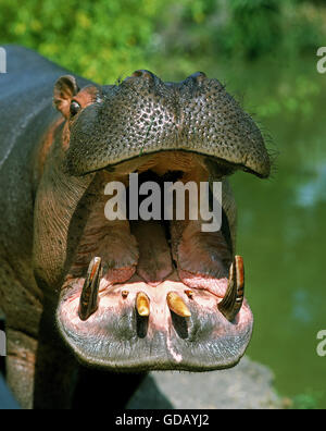 Ippopotamo, Hippopotamus amphibius, Adulti sbadigli, con bocca aperta Foto Stock