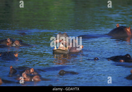 Ippopotamo, Hippopotamus amphibius, gruppo nel fiume, il Masai Mara Park in Kenya Foto Stock
