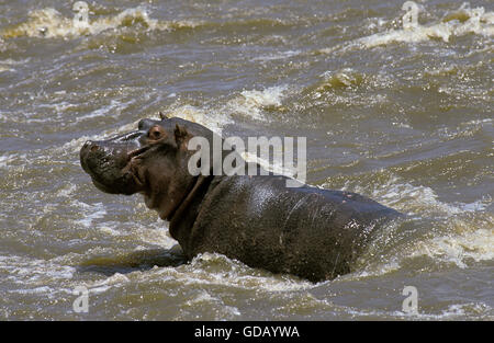 Ippopotamo, Hippopotamus amphibius nel fiume di Mara, Masai Mara Park in Kenya Foto Stock