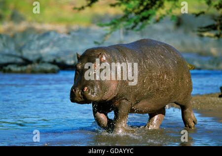 Ippopotamo, Hippopotamus amphibius, adulti nel fiume di Mara, Masai Mara Park in Kenya Foto Stock