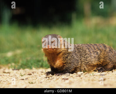 La Mangusta nastrati, mungos mungo, Adulti Foto Stock