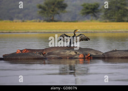 Cormorano Reed o Long-Tailed, cormorano phalacrocorax africanus, adulto ali di asciugatura sul retro di ippopotamo, Hippopotamus amphibius, Kenya Foto Stock