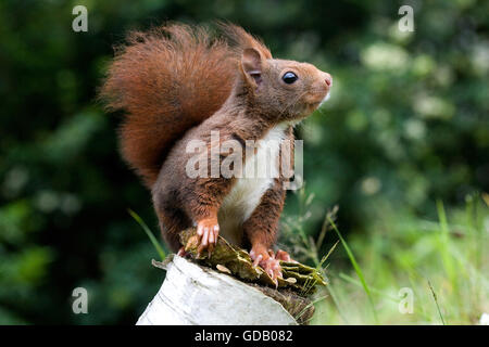 Scoiattolo rosso Sciurus vulgaris, adulti sul ramo, Normandia Foto Stock