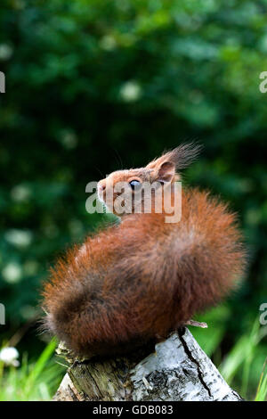 Scoiattolo rosso Sciurus vulgaris, adulti sul ramo, Normandia Foto Stock