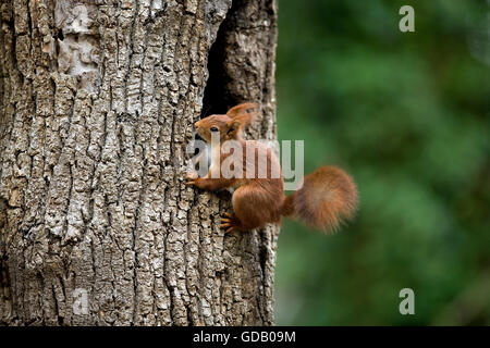 Scoiattolo rosso Sciurus vulgaris, adulto a nido ingresso, Normandia Foto Stock