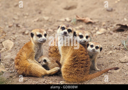 Meerkat, suricata suricatta, adulti con Youngs Foto Stock