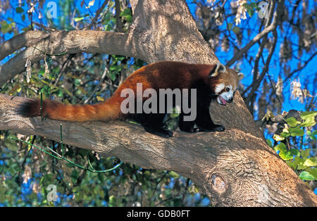 PANDA ROSSO Ailurus fulgens, adulti nella struttura ad albero Foto Stock