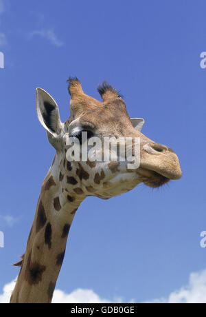 La Rothschild Giraffe, giraffa camelopardalis rothschildi Foto Stock