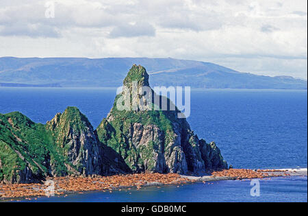 Tricheco, odobenus rosmarus, colonia in Round Island in Alaska Foto Stock