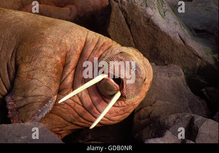 Trichechi odobenus rosmarus recante sulle rocce, ROUND ISLAND IN ALASKA Foto Stock