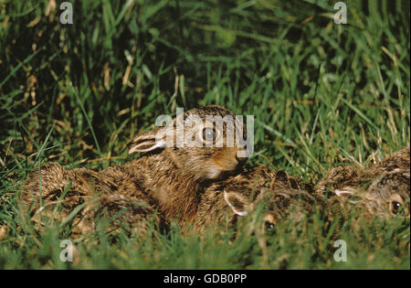 Unione Brown, lepre Lepus europaeus, Leverets nascosti in erba, Francia Foto Stock