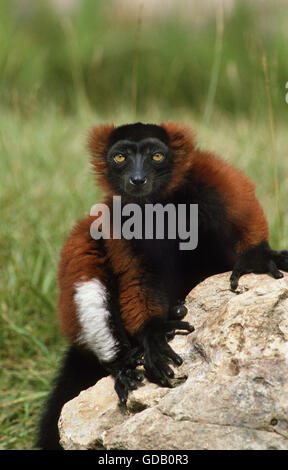 RED RUFFED LEMUR lemur variegatus rubra su roccia Foto Stock