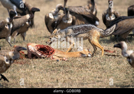 Nero-backed JACKAL canis mesomelas con morti IMPALA, MASAI MARA PARK IN KENYA Foto Stock