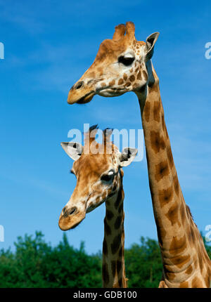 La Rothschild Giraffe, giraffa camelopardalis rothschildi, Ritratto di adulti Foto Stock