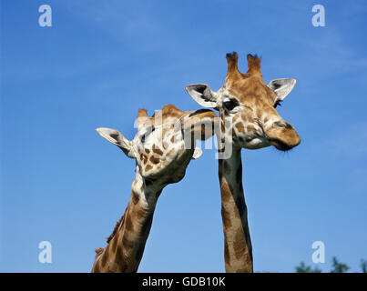 La Rothschild Giraffe, giraffa camelopardalis rothschildi Foto Stock