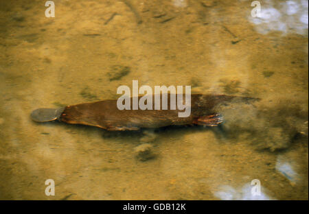 PLATYPUS ornithorhynchus anatinus, adulti nuotare nel fiume, AUSTRALIA Foto Stock