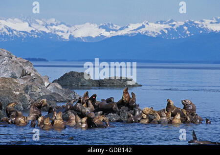 Steller leoni marini, eumetopias jubata, gruppo sulle rocce, Alaska Foto Stock