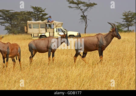 Turistico con topi, damaliscus korrigum, gruppo di Savannah, il Masai Mara Park in Kenya Foto Stock