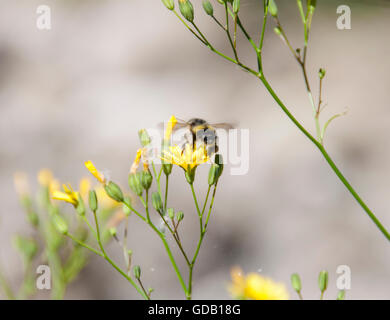 Bee volare un fiore giallo Foto Stock