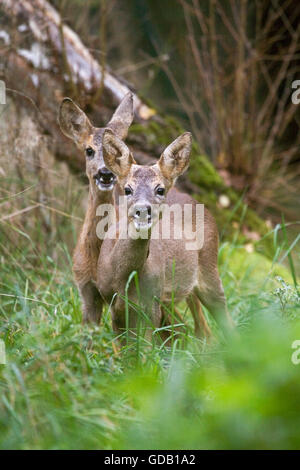 Il Capriolo Capreolus capreolus, femmine in erba lunga, Normandia Foto Stock