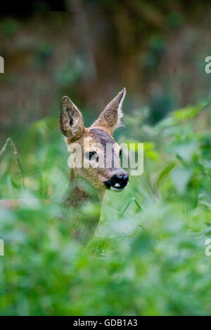 Il Capriolo Capreolus capreolus, femmina in erba lunga, Normandia Foto Stock