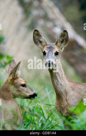 Il Capriolo Capreolus capreolus, femmine in erba lunga, Normandia Foto Stock