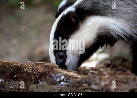 Unione Badger, Meles meles, in cerca di cibo sul tronco di albero, Normandia Foto Stock