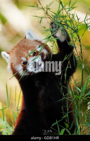 Panda rosso, Ailurus fulgens, adulti di mangiare il bambù Foto Stock