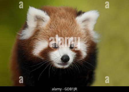 Panda rosso, Ailurus fulgens, Ritratto di adulto Foto Stock