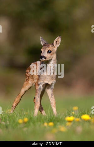 Il Capriolo Capreolus capreolus, Foan con fiori, Normandia Foto Stock