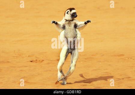 La Verreaux Sifaka, Propithecus verreauxi, salto maschio su terreno aperto, riserva Berent in Madagascar Foto Stock