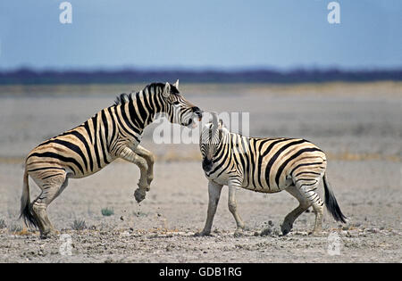 La Burchell zebra, Equus burchelli, stalloni combattimenti, Serengeti Park in Tanzania Foto Stock