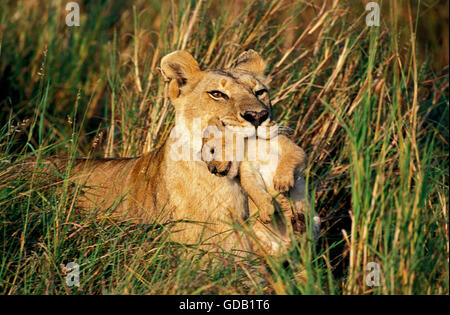 Leone africano, panthera leo, Madre che trasportano Cub nella sua bocca, Masai Mara Park in Kenya Foto Stock