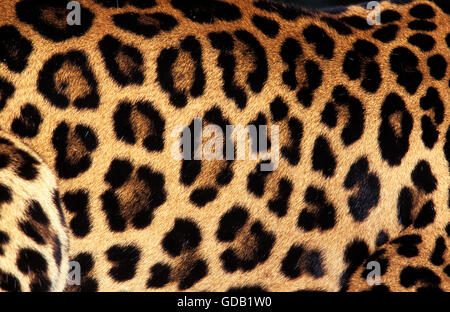 LEOPARD panthera pardus, close-up di pellicce Foto Stock