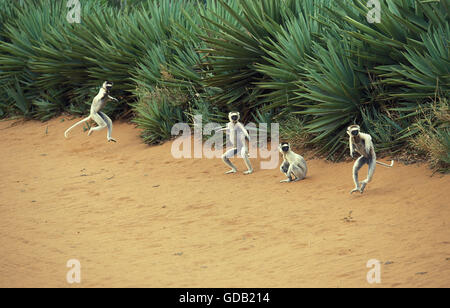 La Verreaux Sifaka, Propithecus verreauxi, Adulti Hopping su terreno aperto, riserva Berent in Madagascar Foto Stock