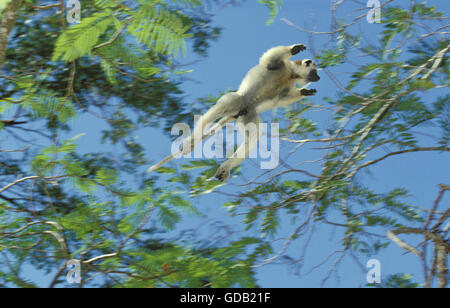 La Verreaux Sifaka, Propithecus verreauxi, maschio saltare ad un altro ramo, riserva Berent in Madagascar Foto Stock