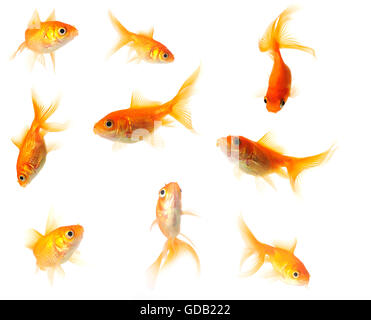 Raccolta di goldfish isolato su bianco in 24mp. file Foto Stock