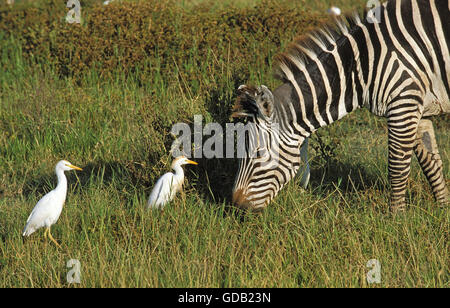 La Burchell zebra, Equus burchelli, adulti con airone guardabuoi, Bubulcus ibis, Kenya Foto Stock