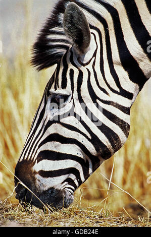 La BURCHELL ZEBRA Equus burchelli, ritratto di adulto di mangiare, KENYA Foto Stock