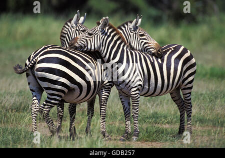 Grant's zebra, Equus burchelli boehmi, Adulti toelettatura, Kenya Foto Stock