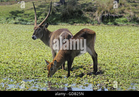 Waterbuck comune, kobus ellipsiprymnus, coppia nella palude, Masai Mara Park in Kenya Foto Stock