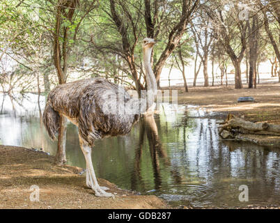 Al Dosari Zoo a Doha, in Qatar. Foto Stock
