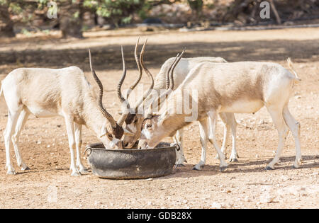 Al Dosari Zoo a Doha, in Qatar. Foto Stock