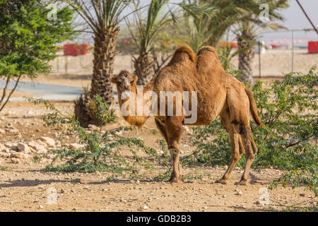Al Dosari Zoo a Doha, in Qatar. Foto Stock