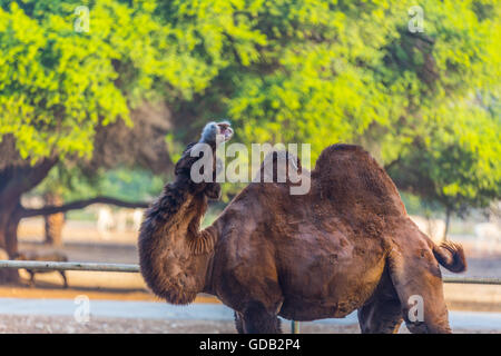 Al Dosari Zoo a Doha, in Qatar. Foto Stock