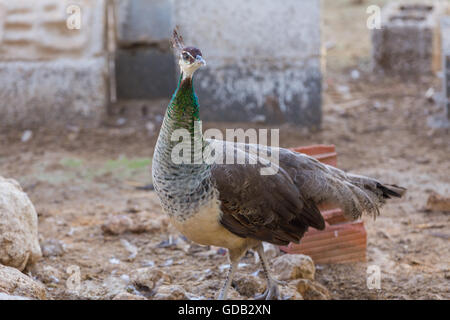 Al Dosari Zoo a Doha, in Qatar. Foto Stock